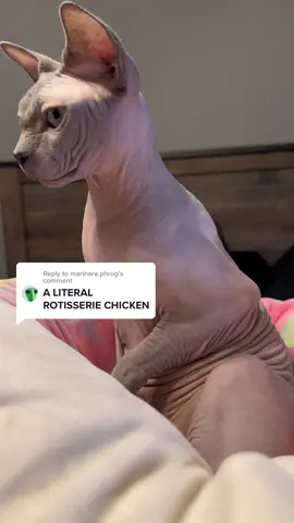Replying to @marinara.phrog Hello my name is Buzz Sr. and you are..?#sphynx  #cats #sphynxcat #catvideos #cutecats #hairlesscats #hello #pets #PetsOfTikTok #kitty #kittycat 
