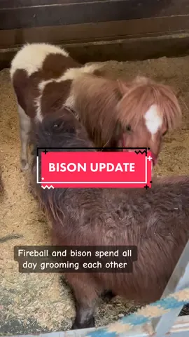 The long awaited Bison update! Should he meet Big John? Let us know in the comments and follow to see our smallest horse meet our biggest horse! #rescuehorse #ohkaytacos #bisonthemini #bigjohn 
