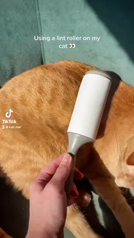 So satisfying heh #hair #shedding #kittycat #catsoftiktok #cat #kitty #fyp #fypシ #fup #silly #cute #lintroller #toby #fy 