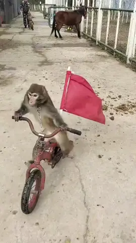 macaquinho fazendo corrida de bicicleta #monkey #foryou 
