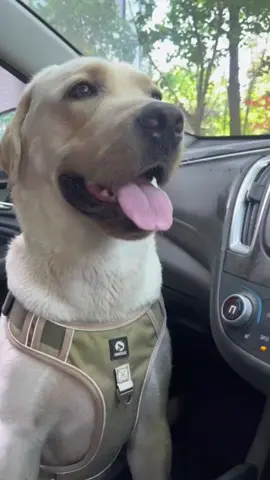 One-click pause😂😂#puppylove #puppy #cute #dog #funny #cutedog #labradorpuppy #smart #funnyvideos #labrador #labradorretriever #play #haha 
