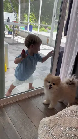 Always playing games with each other #nikoandindie #pomeranian #toddlersoftiktok #BestFriends #dogsoftiktok 