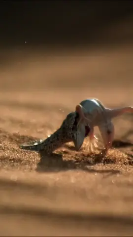 Ambush level: 9000. The Peringuey's adder is a masterful hunter capable of lying in weight, buried beneath the scorching desert sand in the hopes that some unsuspecting prey will stray into the strike zone. It's difficult finding food in such a harsh environment, but when the going gets tough, the tough get stealthy. #snake #sidewinder #peringueysadder #adder #animalsoftiktok #wildlife #nature #EarthTouchTV #EarthTouch