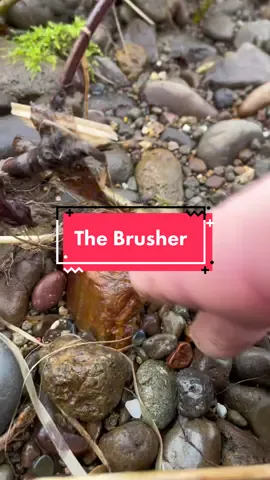 The Brusher 🌿 Chunky carnelian piece on the gravel bar. Sometimes you have to go through brushes 😉 #rockhunt #couplegoals #hobby #fun #rockhound #agate #carnelian #washington #explore #riverfun #agatehunt #crystals #rocks #coolrocks 