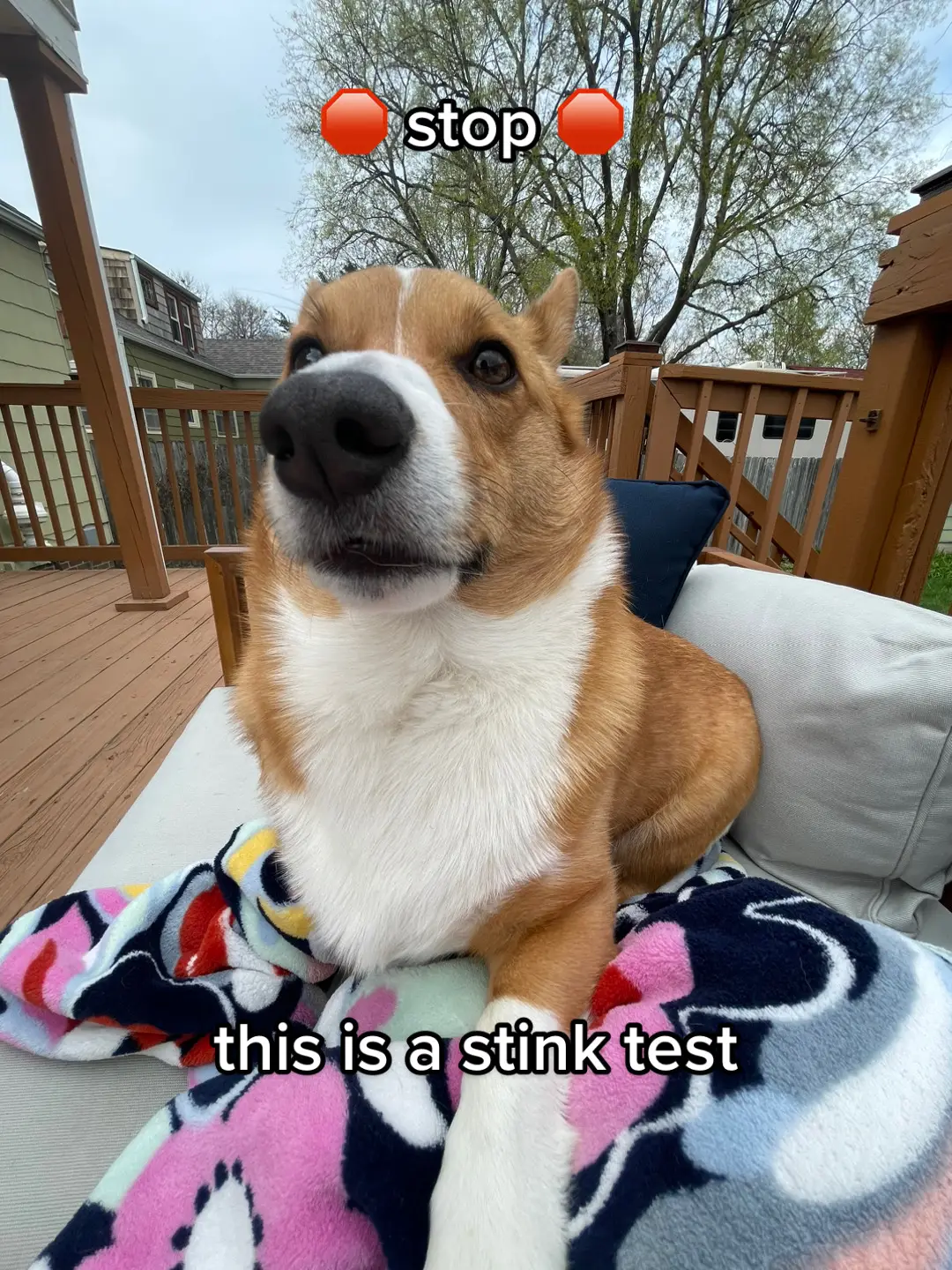 🛑 stop pls, you have been selected for a random stink test 🛑 #corgi #dachshund #stinktest #dogsoftiktok 