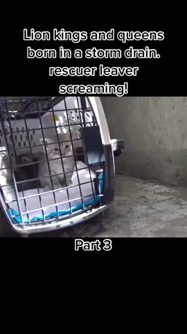 Part 3 #animals #cat #pet #loveanimals #foryou #fyp 