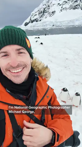 See how the gentoo penguins of Antarctica build their very own snow highways to get around! 🐧❄️ #WorldPenguinDay 🎥 by @michaelgeorgephoto 