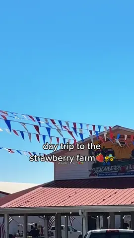 🍓🍓🍓#strawberryfarm 