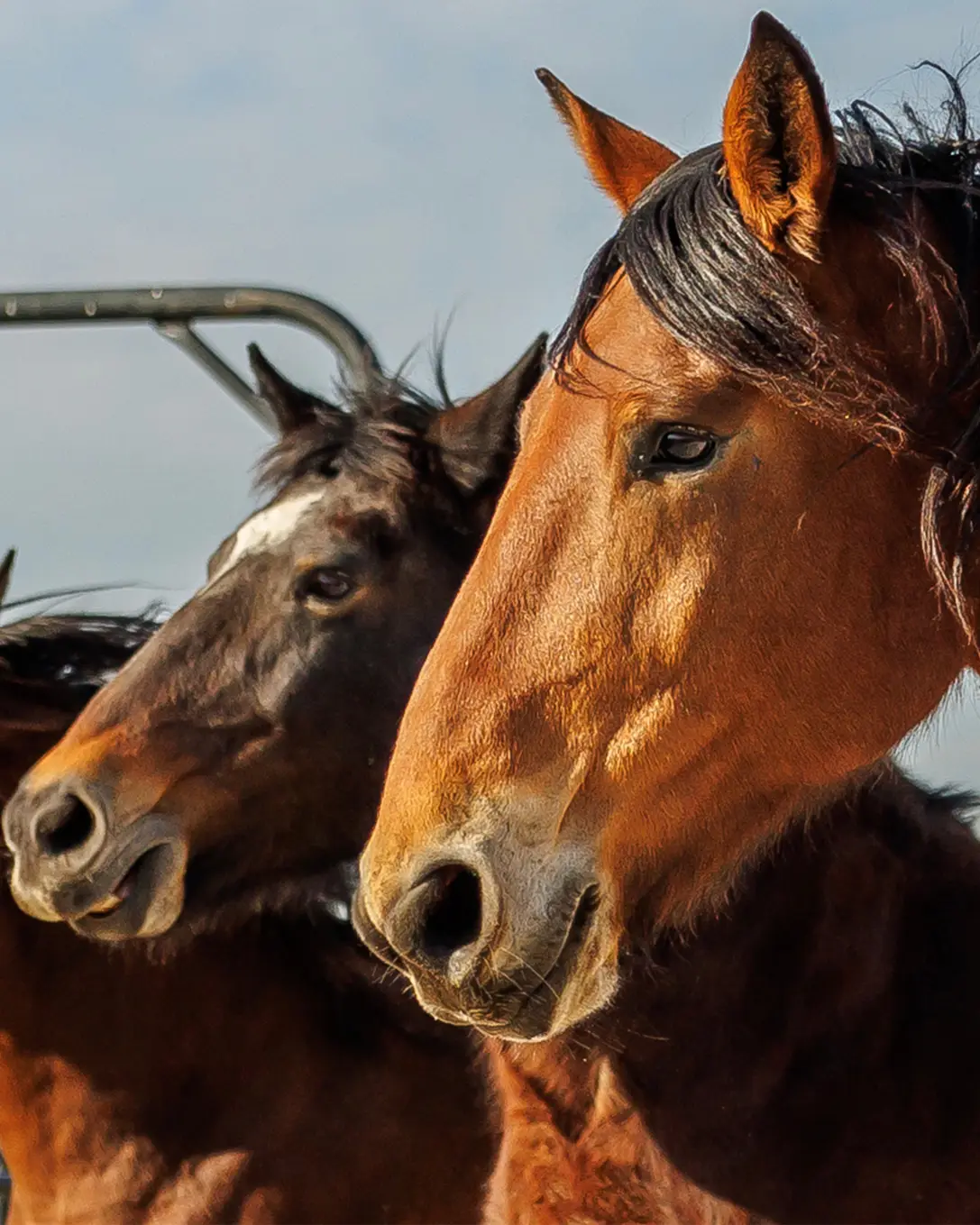 Be as happy as a horse! #horse #bulls #rodeo #animals #cute 