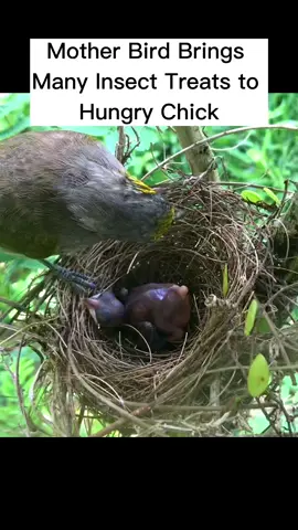 Momma Bird's Insect Treats & Oops Moments 🐦🍴 PT-3 #HungryChicks #NatureFails #BirdFeeding #BirdLife #NatureLovers #WildlifeMoments #FeatheredFriends