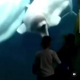 #fyp#foryou#foryoupage#meme#funny#tiktok#funnyvideos#auquarium#squareup#scareprank#tiktokmemes 