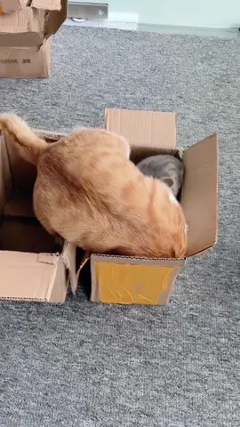 A box is always better than a cat's nest#catsoftiktok #cat #catvideo #funnycat #cute #fyp 
