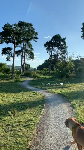 Our previous home had ownership over a meadow and it was the most beautiful daily walk 🌱🌳 #countrylife #countrysidelife #countryliving #countryside #countrysideuk #exploringnature 