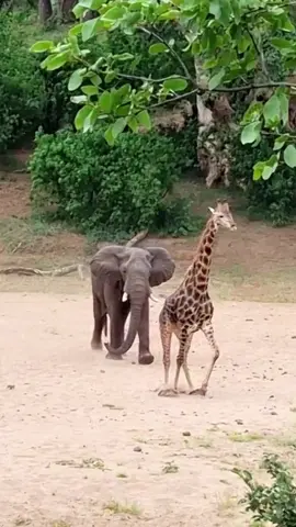 Giraffe escapes charging Elephant in slow motion😳