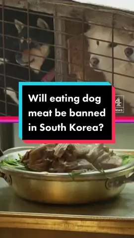 Could this be the end for dog meat farms in South Korea? First lady Kim Keon Hee has said she’ll work to ban eating dog meat, but farmers aren’t happy #dog #dogs #meat #dogmeat #southkorea 