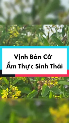 Vịnh Bàn Cờ Tây Ninh. Ẩm Thực Sinh Thái nơi rất thú vị để các bạn trải nghiệm.#tayninh #minhnhutbatdongsan #xuhuong