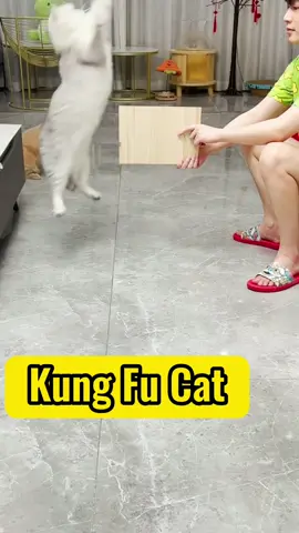 Kung Fu Cat 🐈 #kitten #cat #cutecat #kittensoftiktok #catsoftiktok #funnycat #tiktok #fyp