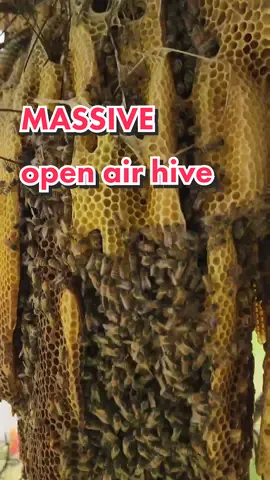Replying to @ashleigh_zc Part ✌️ this open air hive was HUGE! #beetok #savethebees #animals #nature #bugs 