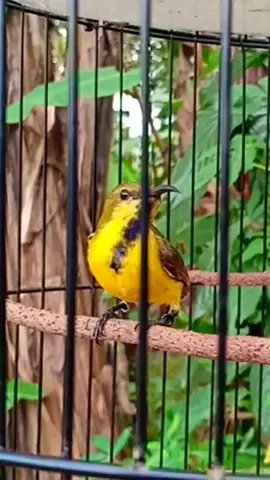 Burung Sogon Trotol Nembak Gacor #sogon #sogonmania #sogongacor #burung #bird #fypシ 
