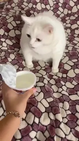 Le da asco al pobre gatito 