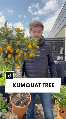 A perfect tree for small gardens or balconies : Kumquat 🍊💚 The taste of kumquat is simply divine! You can eat the fruit with the peel and it will make a wonderful sweet tart balanced flavor. Honestly, I could eat it every morning and what a pleasure to harvest it fresh from the balcony!  Gardening tips for a kumquat tree :  🍊 Place in a pot of 20L / 5 Gallon or bigger 🍊 Add some fresh and rich soil with compost 🍊 Add mulch on top for better water retention 🍊 Place it in full sun 🍊 Once repotted, fertilize 6 weeks after with Guano manure which will enhance fructification 🍊 Keep the soil slightly moist but not soaked. Overwatering can harm the plant 🍊 Kumquat can resist light frost, protect with wintering veil in winter or host it indoor On top of Kumquat tree, I would also highly recommend Lemon trees or Calamondin trees for small space gardening. And if you want other ideas, have a look at dwarf trees. There are many fascinating varieties for containers! Green Love to you 💚 #kumquat  #fruit  #tree  #gardening #plantbased  #smallspacegardening  #growyourownfood #foryoupage 