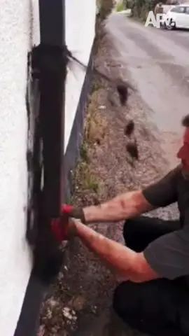 Ugh, I’m absolutely guttered 😩 #fail #repair #renovation #DIY #failvideo #funnyvideos 