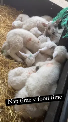 What is more important to the pet lambs… sleep or food? 🤔