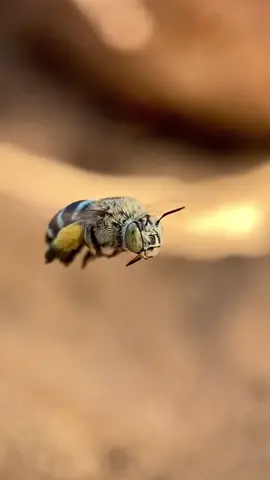 Check out the stunning Amegilla chlorocyanea bee species! These bees are known for their metallic blue and green hues, making them a sight to behold. Being native Australian bees, they are an important part of our ecosystem, playing a crucial role in pollination. 🐝🌸  Filmed by @rewildingsurbia #australianbees #amegillachlorocyanea #pollinators #florafauna #ecosystem #naturelovers #ausgeo