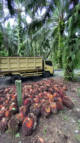 Info harga bg#fypシ #fyp #riau #pekanbaru #sawitriau #tokesawit #petani #sawit #sawitontiktok 