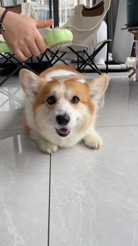 #dog #corgi #corgipuppy 