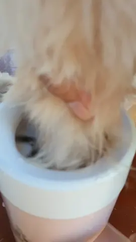 AUTOMATIC PET FOOT WASHING CUP #petcleanfootcup #dogcleaning #dogpaws #doggroomingtips #doggrooming #petfootwasher 