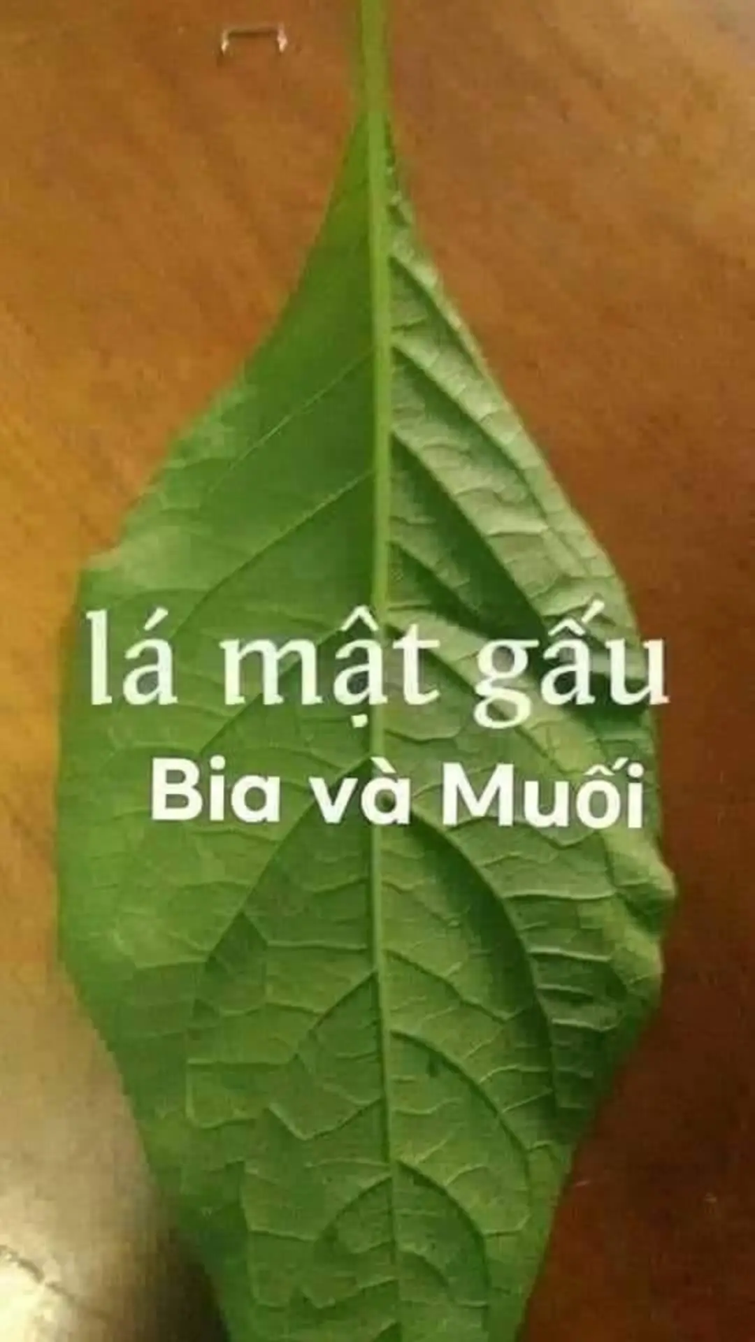 Lá Mật Gấu + Lá vối giã mà nấu với bia+ muối chữa trị .đau nhức xương khớp, .Liệt do Tai Biến,nhức mỏi vai gáy .,thoát vị đĩa đệm,thoái hoá đốt sống,tê buốt chân tay... phụ nữ đau lưng do sinh mổ..đắp 1 tuần sẽ khỏi  . k cần châm cứu sau 2 tuần.  ĐẢM BẢO HIỆU QUẢ !!... Ai cần vào mình chỉ cho cách nấu nhé .......miễn phí #xuhuongtiktok