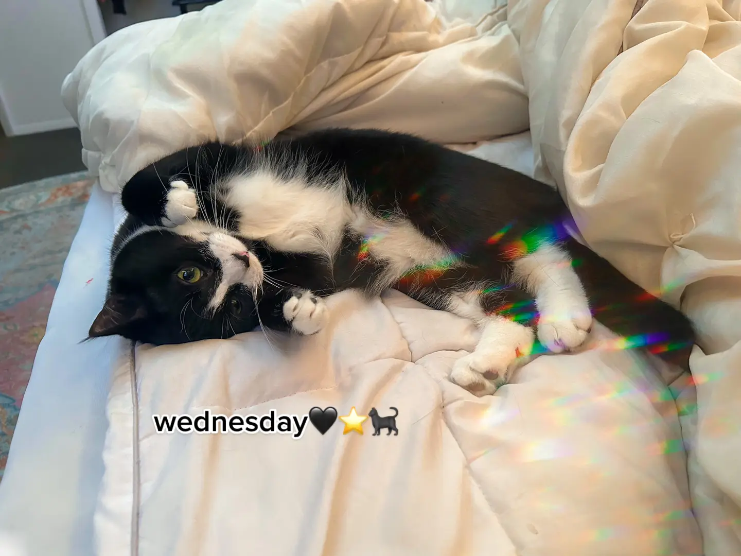 my pretty baby wendy✨🤧🐈‍⬛🖤 they grow up so fast this made me sob 😭#catsoftiktok #catmom #tuxedocat #fyp 