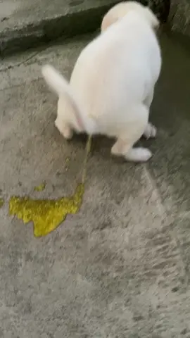 Labrador Puppy had a bad mustard poop #labrador  #labradorretrieversofinstagram  #labradorretriever  #labradorpuppy  #labradorsoftiktok  #dog  #puppy  #dogsoftiktok  #doglover  #doglife  #petlover  #pet  #DogsOfTiktok #animals  #cat  #kitten  #poop  #badpoop  #poopoo  #pooping  #poopooslippers  #dogpoopoo  https://youtube.com/shorts/W0OPxYjyHjA?feature=share 