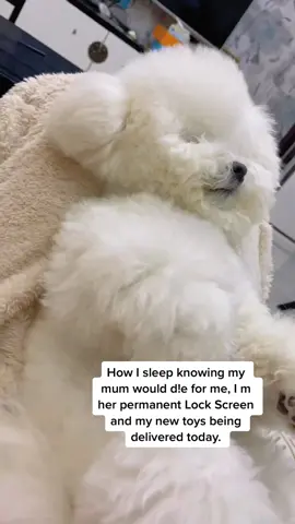 My mums life is all about me#fpy #foryoupage #bichonfrisé #bichonfrise #petparent #furchild #dogsoftiktok 