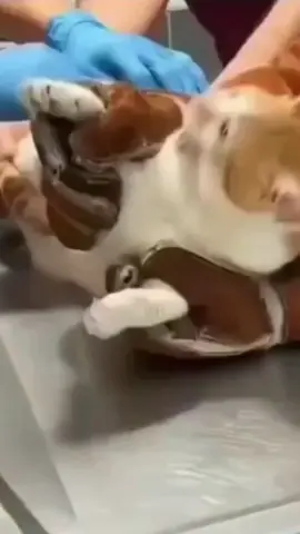 Funny animals video 😂😂 Terrified cat at the vet clinic #funny #animals #cat #catsoftiktok #explore #trend #fy #fyp #fypシ #fypage #fypシ゚viral #viral#viralvideo #tiere #tiktoklon#vie#like #following #CapCut 