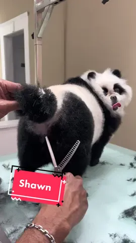 Shawn is forever our baby 🐼 🍃 #doggrooming #gabrielfeitosa #panda #pomeranian 