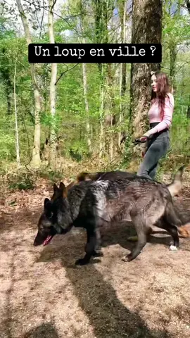 Tellement fière de voir que le travail que j’ai fait avec paie ! 🫶🏻 Sirius lui est toujours top comme d’habitude.  #wolf #loup #wolfdog #europeanwolfdog #chienloup #chienloupmix #fyp #foryou #bergerallemand #germanshepherd #dog 