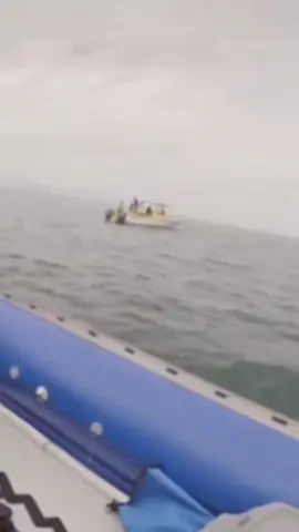 Great white shark bites inflatable boat as worried crew hopes for the best.                          Experts say that the great white shark was simply investigating while repeatedly biting the rubber vessel off South Africa.
