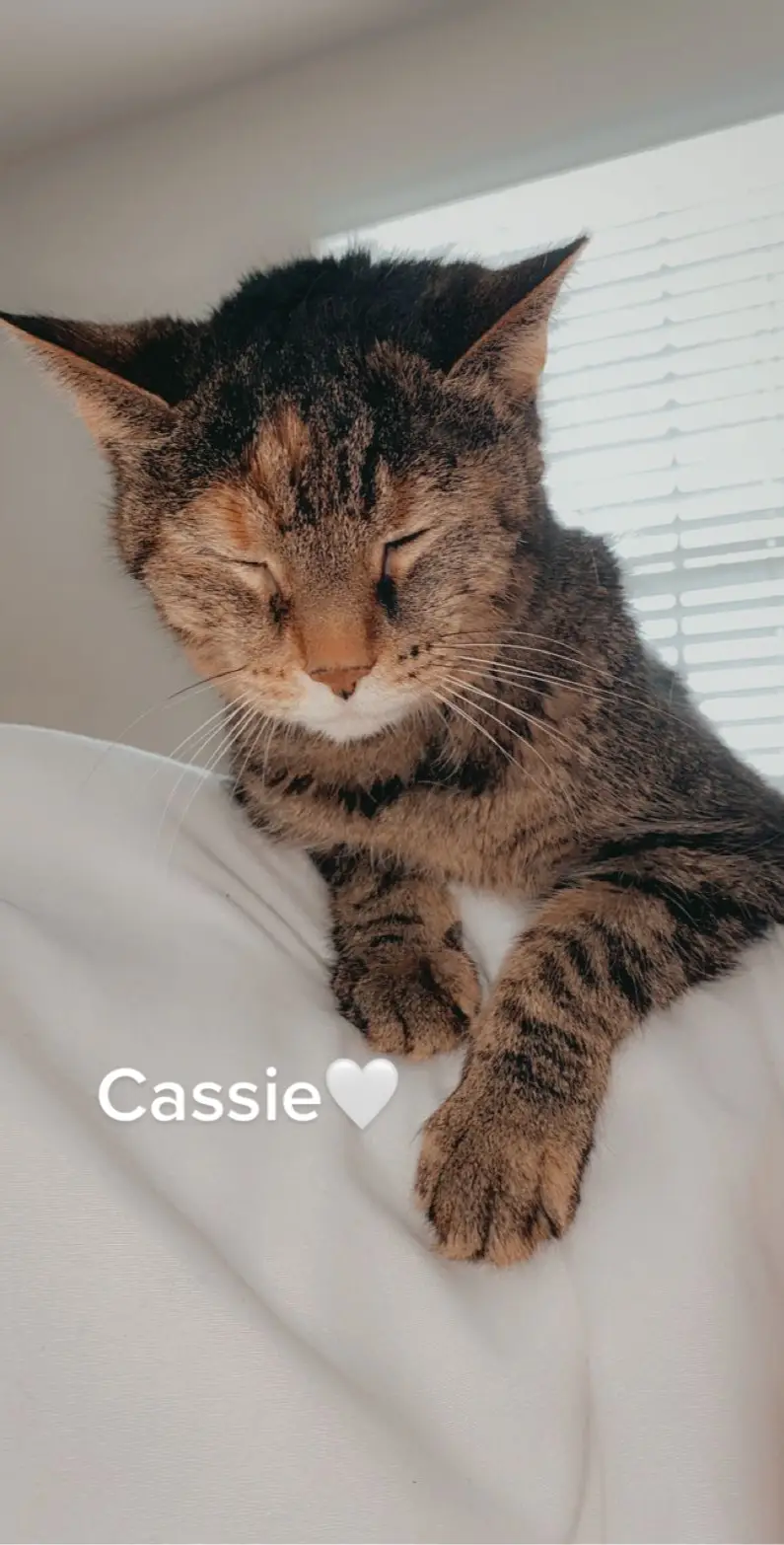 #kittensoftiktok #catsoftiktok #cat #kitten #cassie 