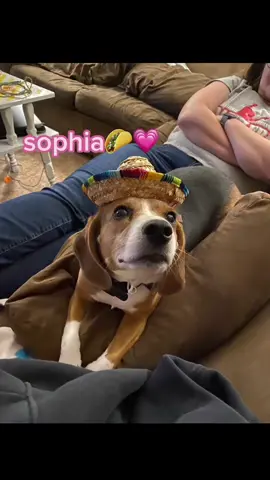 just a little baby🥹 #dog #beagle  #fyp 