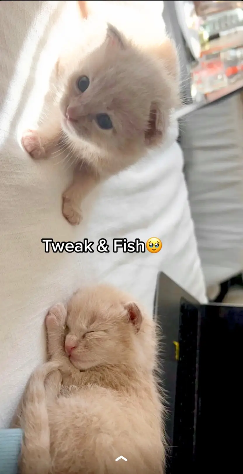 #catsoftiktok #tweakandfish #cats #kittens #cassie 