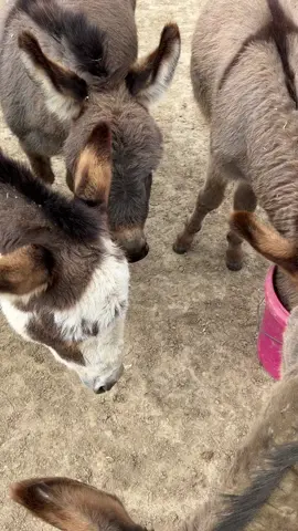 Good gracious y’all! Melvin just loves buckets. Silly donkeys, buckets are their favorite toy. #foryoupage #onehappyassfarm #donkeys #bucketlist #farmlife #animals #farmlifeisthebestlife 