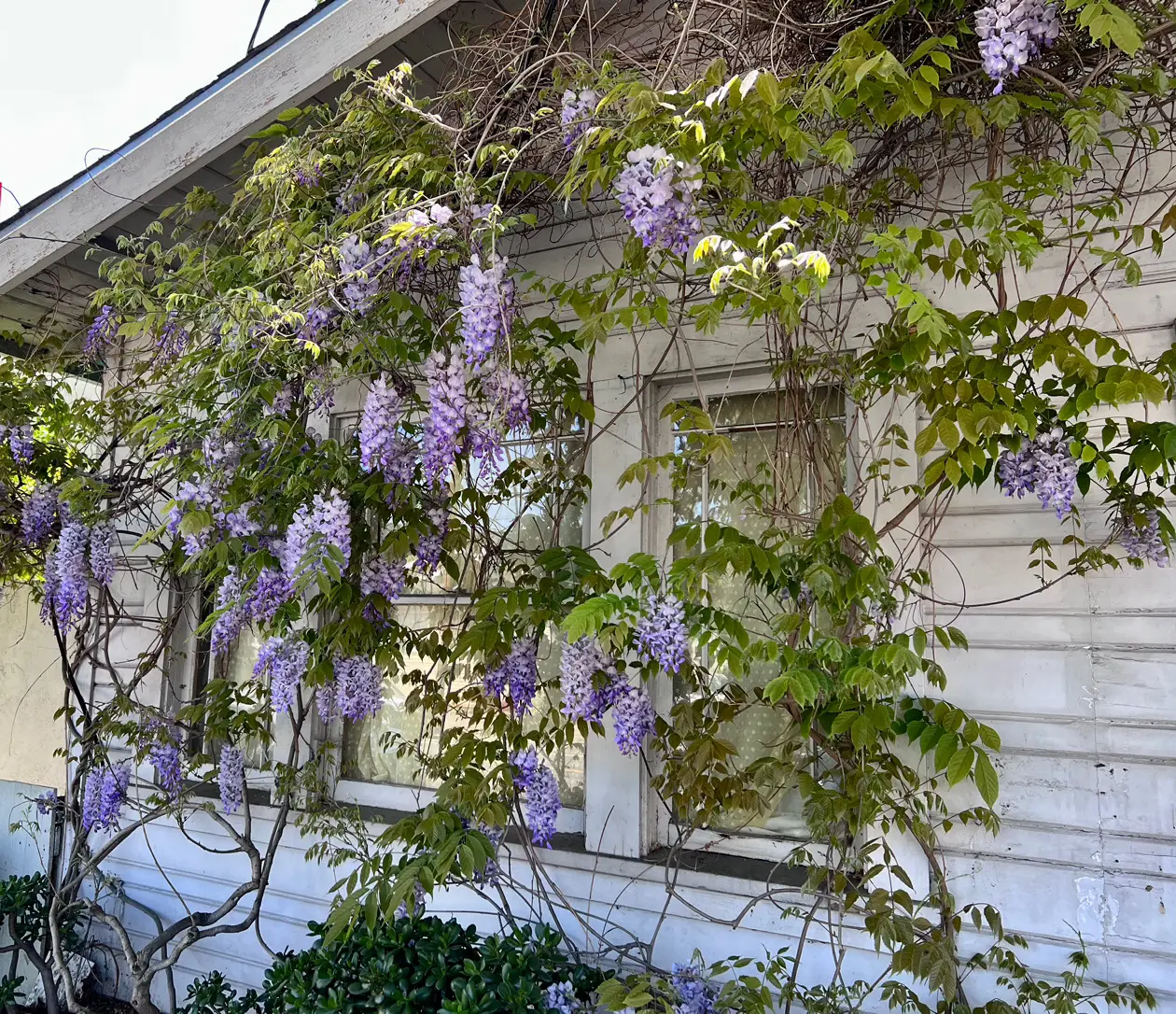 I’ve been looking closely at Wisteria in my neighborhood, trying to figure out: is it Japanese or Chinese type! @lucasthelorax 