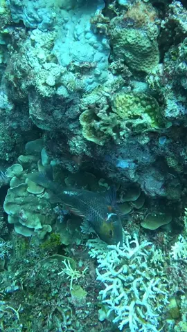 Catching a fish with my hands #fyp #spearfishing #fishing 