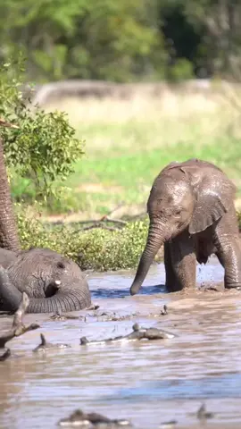 Who knew having a trunk could be so much fun? 💦 Elephant calves having fun splashing around in some glorious mud at Royal Malewane as the summer rains transform the landscape.