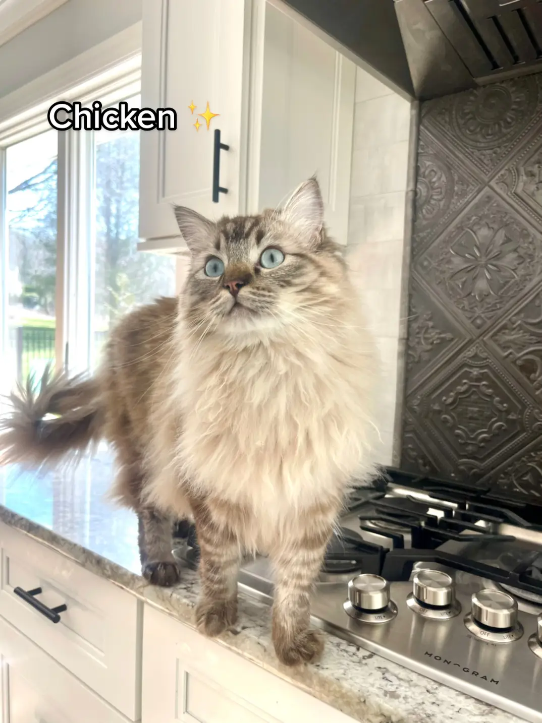 i cant believe he’s already 1 🥲🥲 #fypシ #foryou #catsoftiktok #ragdoll #chicken 