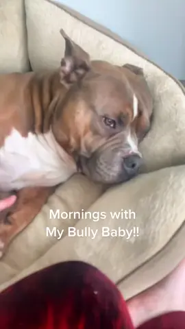 So lucky this little man is my soul dog!! #dogtok #bullytok #americanbully #americanbullylover #souldog #mamasboy #shamelessshadow 