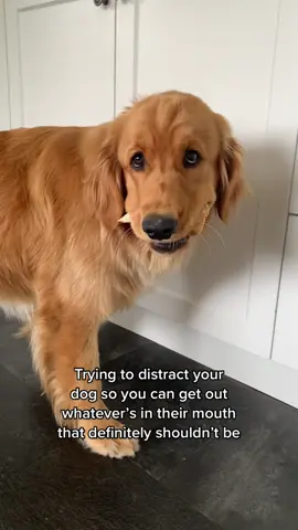 In this case an entire slice of sourdough bread 🍞 #goldenretriever #dogsoftiktok #dogtok #funnyvideos #trendingaudio 
