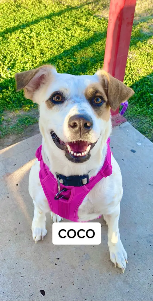 my sweet girl 🫀😭 #fyp #dogsoftiktok #dogsoftiktokviral #rgv956 #coco #puppiesoftiktok 